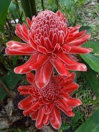 Red Torch Ginger Bloom Ginger Flower Amazing Flowers Torch Ginger Flower