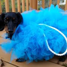 If you're a lady with a silly sense of humor and a penchant for the absurd, do something different for your next halloween or costume party by dressing up like a household object. 45 Epic Dog Halloween Costume Ideas 2021 Guide