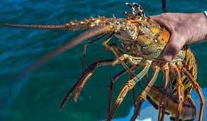 Types Of Lobster Kitchensanity