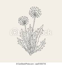 We did not find results for: Beautiful Drawing Of Dandelion Plant With Ripe Seed Heads Or Blowballs Growing On Stems And Leaves Meadow Flower Or Wild Canstock