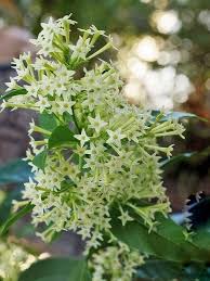 Üstelik kolayca kurutularak çiçek aranjmanları ve ev dekorasyonunda da kullanılabilir. Cestrum Nocturnum Melisa Parfum Cicegi Kolonya Cicegi Tuplu Fidan Istanbul Internetten Fidan Ve Fide Siparisi Her Cesit Peyzaj Bitkileri