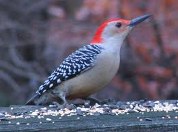 Picchio (woodpecker in italian) may refer to: Piciformes Wikipedia