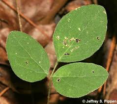 Image result for Hylodesmum