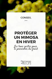 J'aurais aimé savoir comment je devais faire pour conservé mes géraniums durant l'hiver. Comment Proteger Un Mimosa Pour L Hiver Promesse De Fleurs