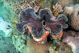 It can reach 4 feet in length and weigh up to 500 pounds. The Air Force Says Its Next Missile Tests Could Kill 219 Giant Clams 9 Snails