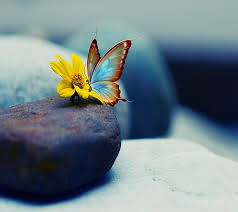 Only the best hd background pictures. Pretty Butterfly Daisy Yellow Hd Wallpaper Peakpx