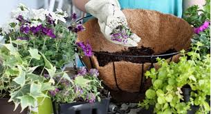 Hanging baskets can be filled with a glorious selection of vibrant plants to make a wonderful show. How Many Plants Do You Put In A Hanging Basket Pyracantha Co Uk