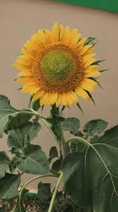 Sekian artikel dari materi belajar inside mengenai cara tumbuhan berkembang biak (vegetatif dan generatif), yang dapat kalian jadikan acuan untuk belajar. Lagi Tren Gambar Pemandangan Bunga Matahari Ideku Unik