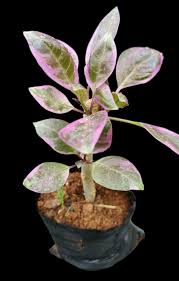 Image result for Solandra maxima