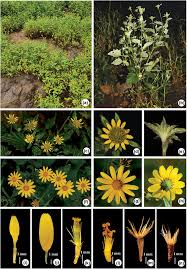 Image result for Senecio ruwenzoriensis