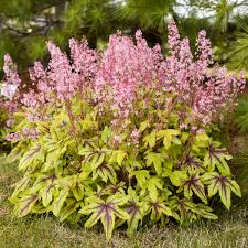 The common name is coral bells, and that's a. Heucherella Eye Spy Pp30532 Cpbr6260 Walters Gardens Inc