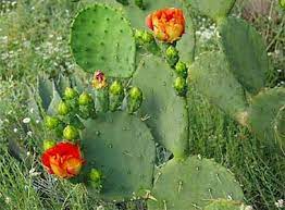 The fruit can be sliced in half. Texas State Plant Prickly Pear Cactus