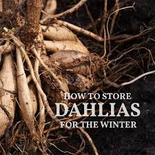 Loosen the soil around the dahlia tubers by trusting the prongs of a pitchfork into the ground about store the tubers in a basket, paper bag or cardboard box filled with moist sand, sawdust, peat moss or vermiculite. How To Store Dahlia Tubers Overwintering Eod