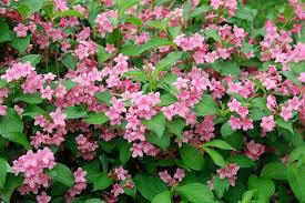 Check spelling or type a new query. 23 Beautiful Flowering Shrubs Best Flowering Bushes For Gardens