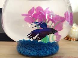Despite the fact that bettas are often sold in tiny bowls, your betta fish needs a regular aquarium with the proper. Bettas In Bowls Or Small Tanks My Aquarium Club