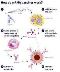 The vaccine may involve a dead or weakened form of the pathogen, a part of the pathogen, or a substance produced by the pathogen. In A Nutshell How Vaccines Work Beyond