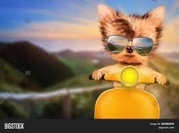 Maybe you would like to learn more about one of these? Funny Adorable Dog Image Photo Free Trial Bigstock