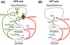Image result for GnRH Stimulation Test