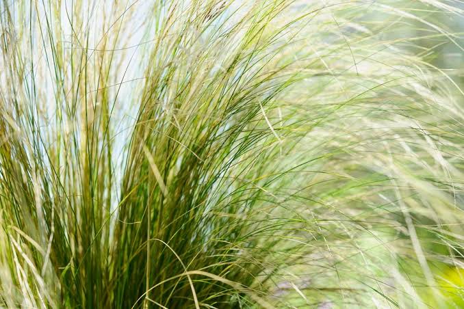 plants moving in the wind