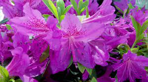 Azalea Yedoense Poukanense Compacta Poukanense Compact Korean Azalea Flowering Semi Evergreen Shrub Sun To Part Su Evergreen Shrubs Azaleas Flowering Shrubs