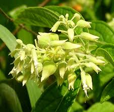 Image result for Hoslundia opposita