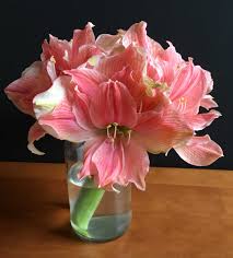 When cutting an amaryllis flower almost the entire stalk should be. How To Use Amaryllis As Cut Flowers Longfield Gardens