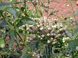 Image result for Lippia