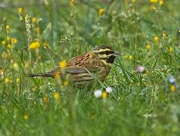 England Wales Heatherlea Birdwatching Holidays