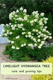 Check spelling or type a new query. Limelight Hydrangea Tree Care And Pruning Garden Sanity By Pet Scribbles