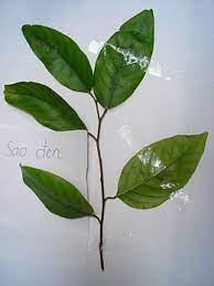 Hmm, may ada acara nggak malam minggu ini. aku sempat kaget muki mengajakku keluar malam minggu ini. Pokok Merawan Siput Jantan Wikipedia Bahasa Melayu Ensiklopedia Bebas