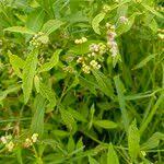 Image result for Ethulia