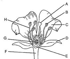 Flower is a reproductive organ of a plant. Sc 912 L 14 7 Plant Structure