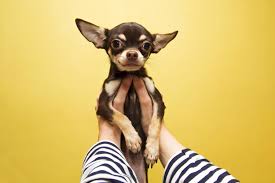 They are a big, strong dog, all in a cocky little package! Chihuahua Kaufen Chihuahuaseite De