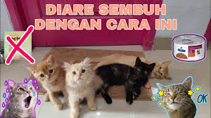 Check spelling or type a new query. Ayam Rebus Untuk Kucing Makanan Yang Bikin Kucing Gemuk Dan Sehat Perpisahan Dengan Anabul Youtube