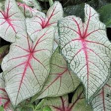 Caladium White Queen Easy To Grow Bulbs Trees To Plant Flower Seeds