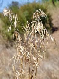 Image result for Bromus