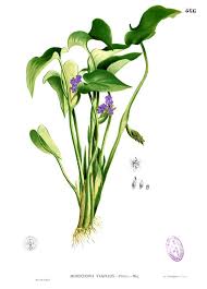 Image result for Monochoria africana