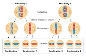 In other cases, the cells go directly from the first anaphase into the second meiotic division. Chapter 9 Concept 9 6