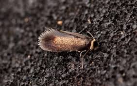 Image result for Stigmella samiatella