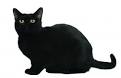 Bombay Cat Breed Information, Pictures, Characteristics ...