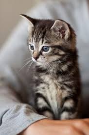 Black And Grey Tabby Kittens Tabby Kitten Grey Tabby Kittens Tabby Kitten Silver Tabby Kitten