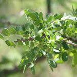 Image result for Albizia anthelmintica