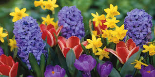 voglia di primavera