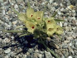 Image result for Acanthopale confertiflora
