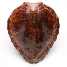 Antique Loggerhead Sea Turtle Shell Specimen Sea Turtle Shell Turtle Shell Loggerhead Sea Turtle