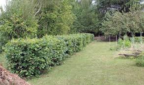 Made up of both fruit trees like apple trees, pear trees or plum trees and smaller shrubs like raspberries, the blackcurrants or the currants, the greedy hedge should be planted with care to keep it looking good while maximizing space. Edible Hedges For Privacy And Food Eat That Hedge Gardensall