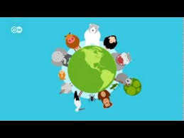 How Does Climate Change Affect Animals Global Ideas Youtube Great Video To Show How Changes In Environmental Climate Change Climates Fourth Grade Science