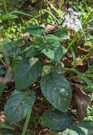 Image result for Clerodendrum umbellatum