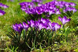 Nhụy hoa nghệ tây: Cộng dụng và cách uống • Hello Bacsi