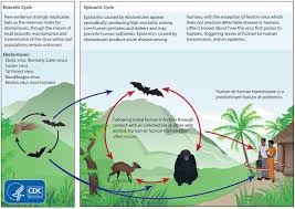 Ebola Cycle From the CDC - Intuitive fred888